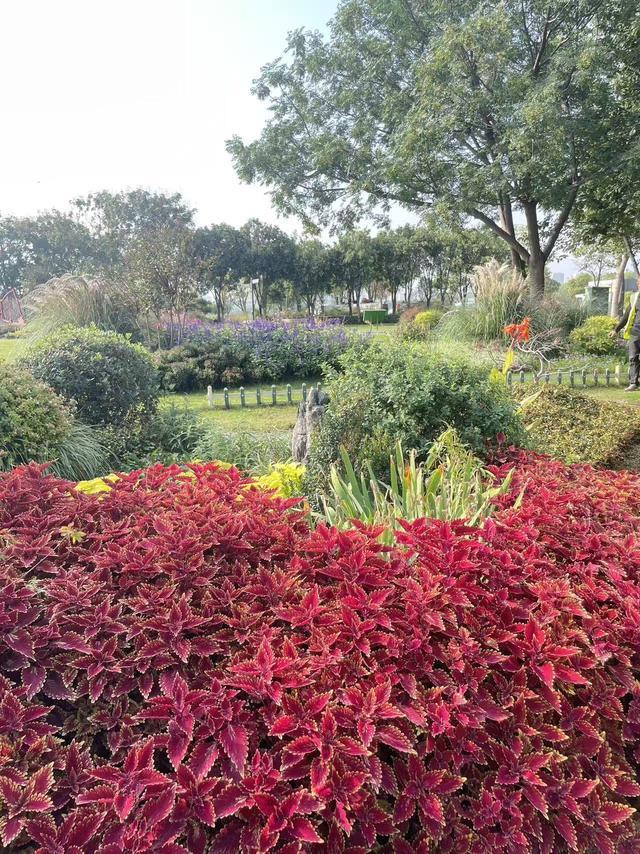 郑东新区“花样”上新！25万株花卉扮靓街头庆双节